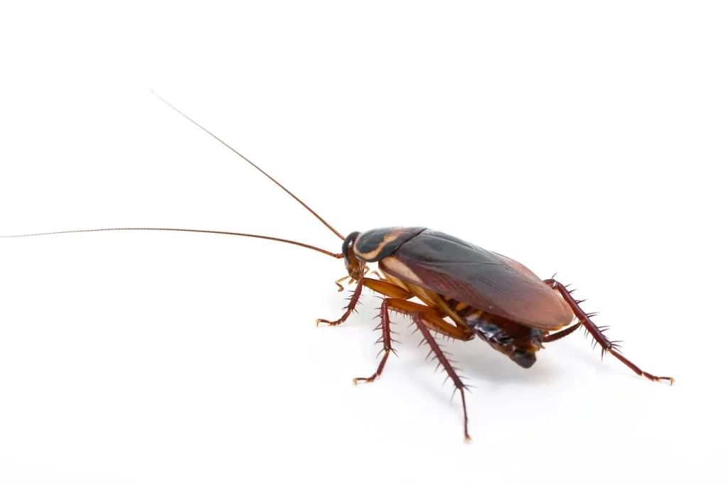 Close-up of a cockroach on a white surface